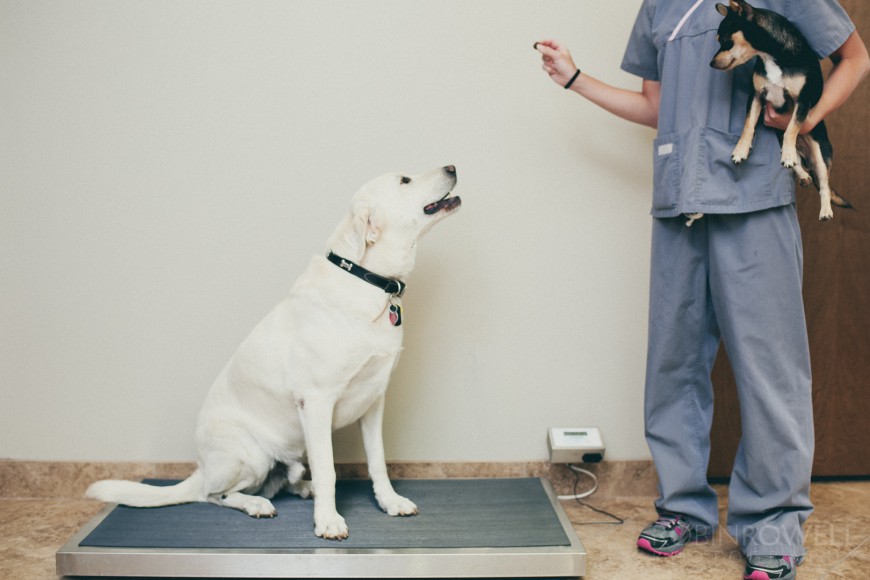 A white labrador retreiver anxiously awaits a treat while he get weighed on an electronic scale