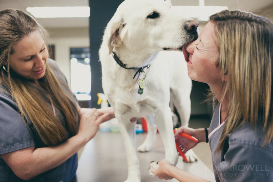 A white labrador licks the face of a veterinary technician