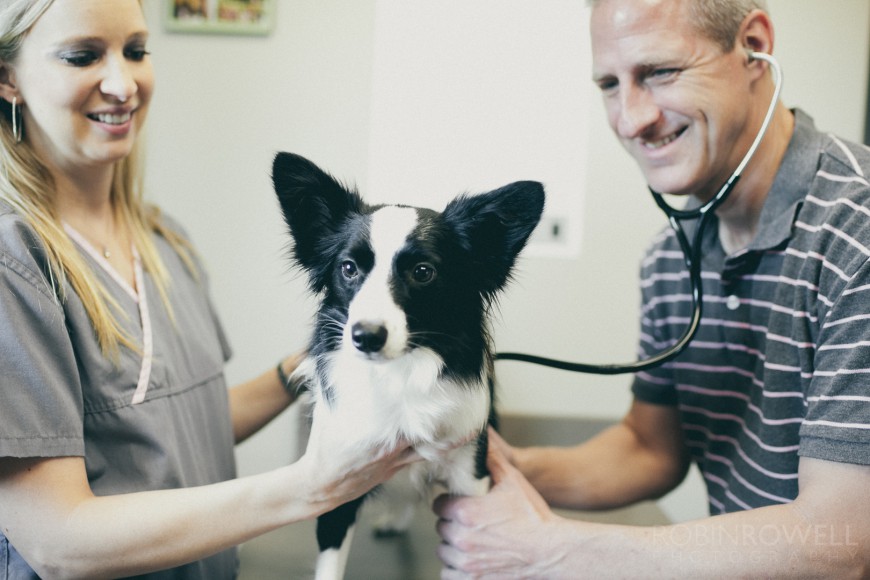 A minatiure border collie gets his breathing checked at a veterinary office